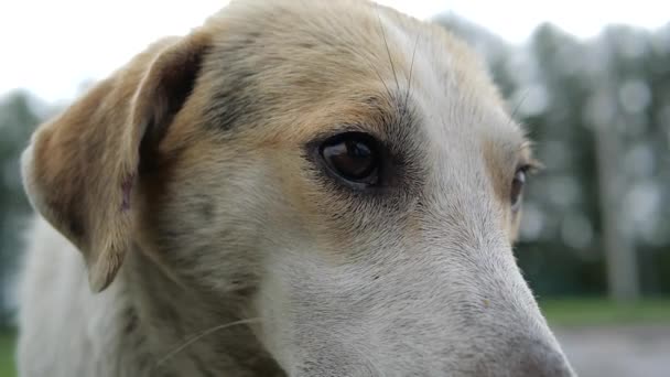 Bozal de un hermoso perro grande al aire libre de cerca en cámara lenta — Vídeos de Stock