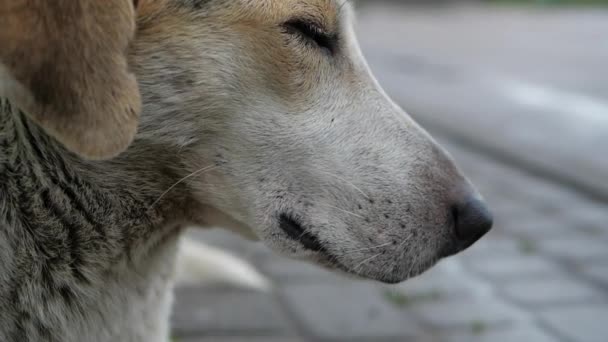 Довольно большая собака с раной на лапе в замедленной съемке — стоковое видео