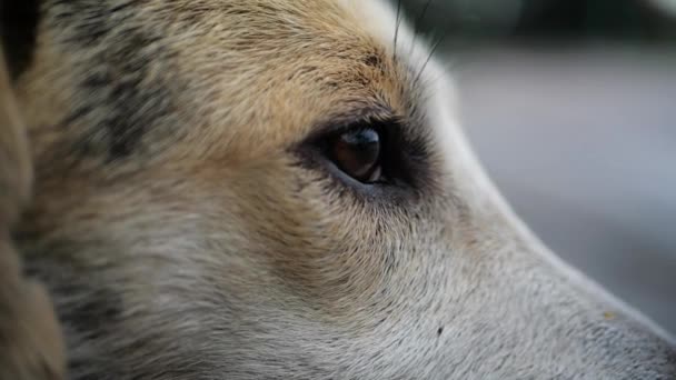 O olhar de um cão triste em câmera lenta — Vídeo de Stock