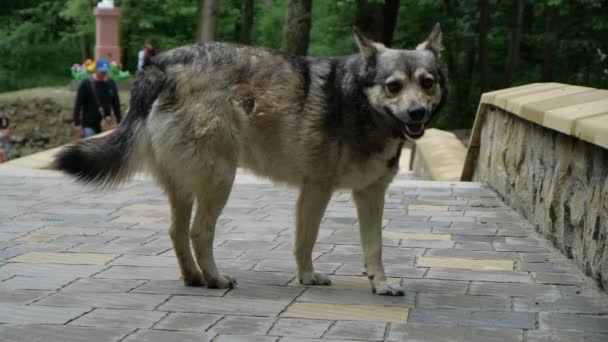 Ο μεγάλος λυπημένος σκύλος μόνο στέκεται στο δρόμο στο πάρκο σε αργή κίνηση. — Αρχείο Βίντεο