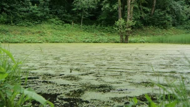 Green duckweed on a pond in the park in slow motion — Stock Video