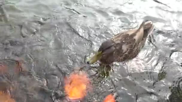 在公园池塘里慢吞吞地喂大鱼和大鸭的面包 — 图库视频影像