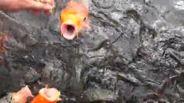 Кормление огромной апельсиновой рыбой с хлебом в пруду в замедленной съемке — стоковое видео