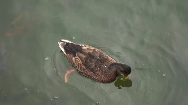 Un pato nada en un estanque durante un poco de lluvia en cámara lenta — Vídeos de Stock