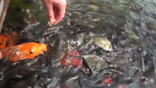 Flicka matar bröd för att fiska i en damm i en park i slow motion — Stockvideo