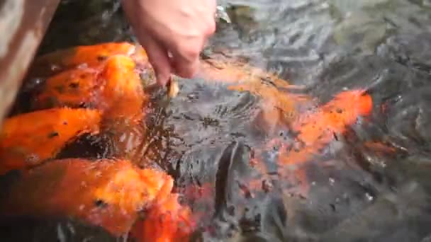 Woman feeds bread to fish in a pond in a park in slow motion — ストック動画