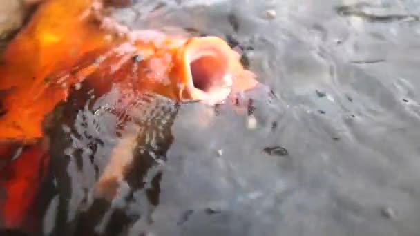 Grandes peces abren la boca para atrapar pan en el estanque en cámara lenta — Vídeos de Stock