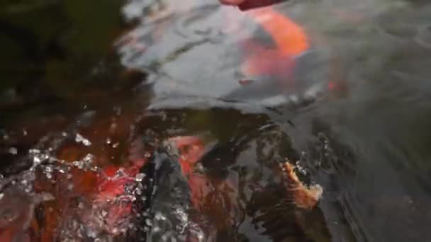 Chica desmenuza el pan en un estanque para alimentar a los peces en cámara lenta — Vídeo de stock