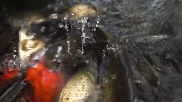 Рыбы плавают на поверхности воды, ожидая, чтобы их кормили хлебом в замедленной съемке. — стоковое видео