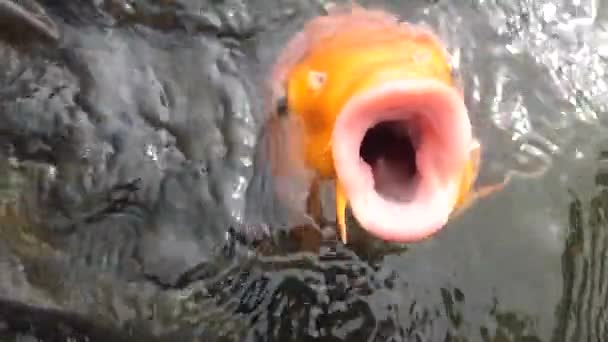 Large orange fish opens its mouth wide to catch bread in slow motion — ストック動画