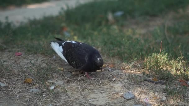 Divertente colomba grigia che mangia della paglia e scuote la testa su un prato d'estate — Video Stock