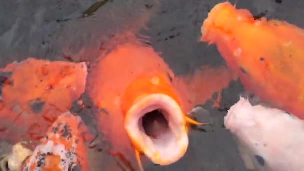 Большая золотая рыба плавает в пруду в замедленной съемке — стоковое видео