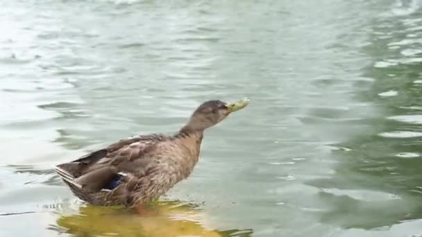 Een eend staat op een steen in het meer en reinigt veren in slow motion — Stockvideo