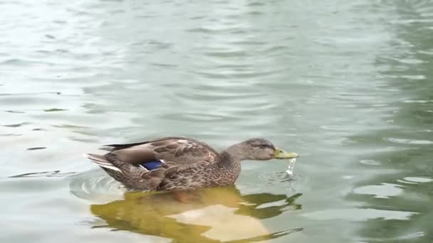 Vacker anka står på en sten i en sjö dricker vatten i slow motion — Stockvideo