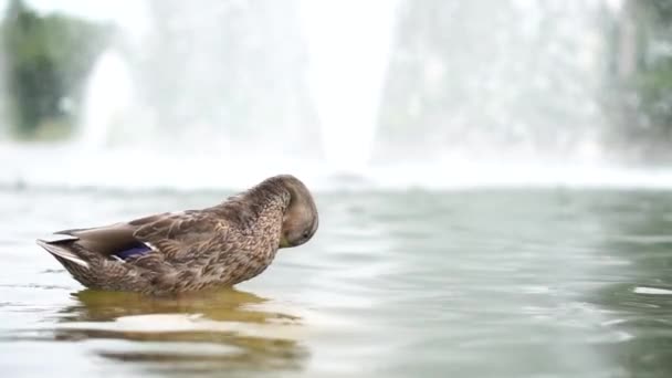 Um pato está em uma pedra na lagoa contra a fonte em câmera lenta — Vídeo de Stock