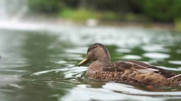 Picturesque action with ducks swimming in the pond at the fountain in slow motion — Stock Video