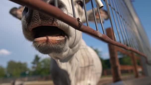 Un museau d'une vache à mâcher blanche se referme contre le ciel bleu au ralenti — Video