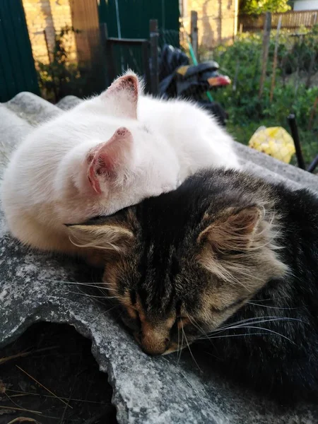 Dormir Junto Con Gatos Blancos Marrones — Foto de Stock