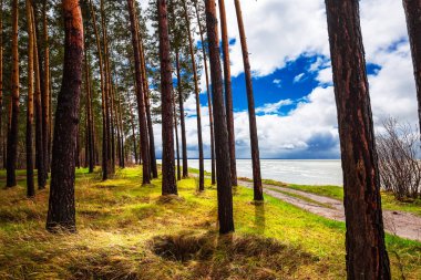 Ob deniz kıyısında çam ağaçları. Novosibirsk region, Ob depo, Batı Sibirya, Rusya Federasyonu