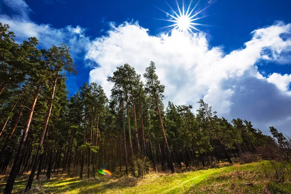 Bir çam ormanı içinde parlak Bahar güneşi. Novosibirsk bölgesi, Batı Sibirya, Rusya Federasyonu