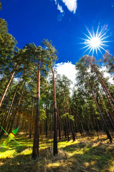 Bright spring sun over a pine forest. Novosibirsk region, Western Siberia, Russia