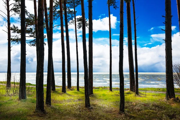 Pijnbomen Oever Van Zee Van Novosibirsk Regio Reservoir West Siberië — Stockfoto