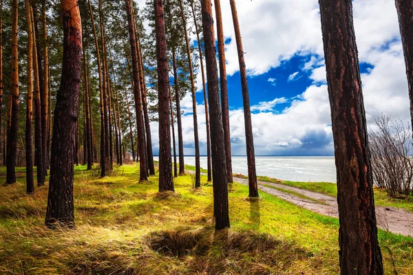 Pinhos Margem Mar Novosibirsk Região Reservatório Sibéria Ocidental Rússia — Fotografia de Stock