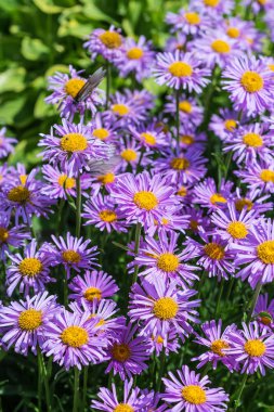 Aster alpinus (Aster alpinus) bir çok yıllık otsu bitkidir. Çiçeklenme döneminde banliyö bölgesi