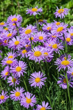 Aster alpinus (Aster alpinus) bir çok yıllık otsu bitkidir. Çiçeklenme döneminde banliyö bölgesi