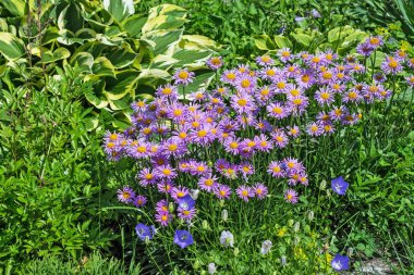 Aster alpinus (Aster alpinus)is a perennial herbaceous plant. Flowering period in the suburban area clipart
