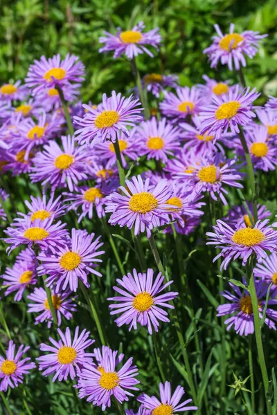 Aster alpinus (Aster alpinus) bir çok yıllık otsu bitkidir. Çiçeklenme döneminde banliyö bölgesi