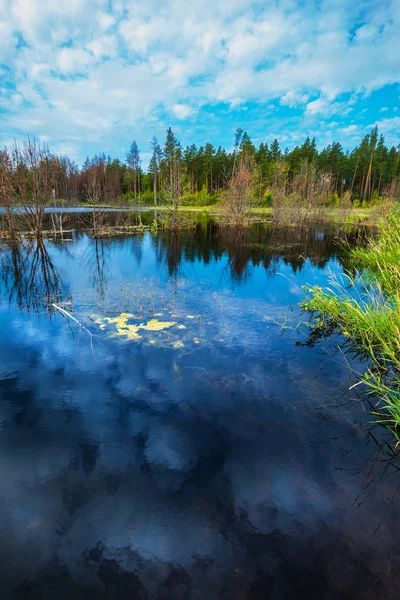 Taiga Lake Morning Cloudy Weather Novosibirsk Region Western Siberia Russia — Stock Photo, Image