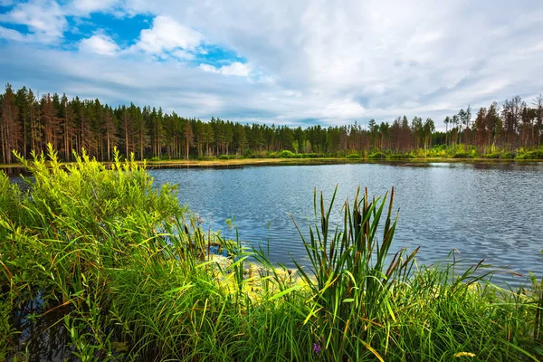 Jezioro Tajga Rano Przy Pochmurnej Pogodzie Nowosybirsk Regionu Zachodniej Syberii — Zdjęcie stockowe