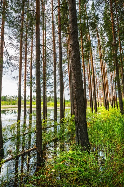 Floresta Pinheiros Inundada Novosibirsk Região Sibéria Ocidental Rússia — Fotografia de Stock