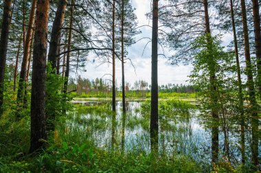Sular altında çam ormanı. Novosibirsk bölgesi, Batı Sibirya, Rusya Federasyonu