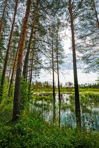 Zalane Sosnowego Lasu Nowosybirsk Regionu Zachodniej Syberii Rosja — Zdjęcie stockowe