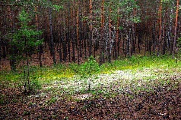 Floresta Pinheiro Karakansky Aldeia Zav Yalovo Iskitimskiy Rayon Novosibirskaya Oblast — Fotografia de Stock
