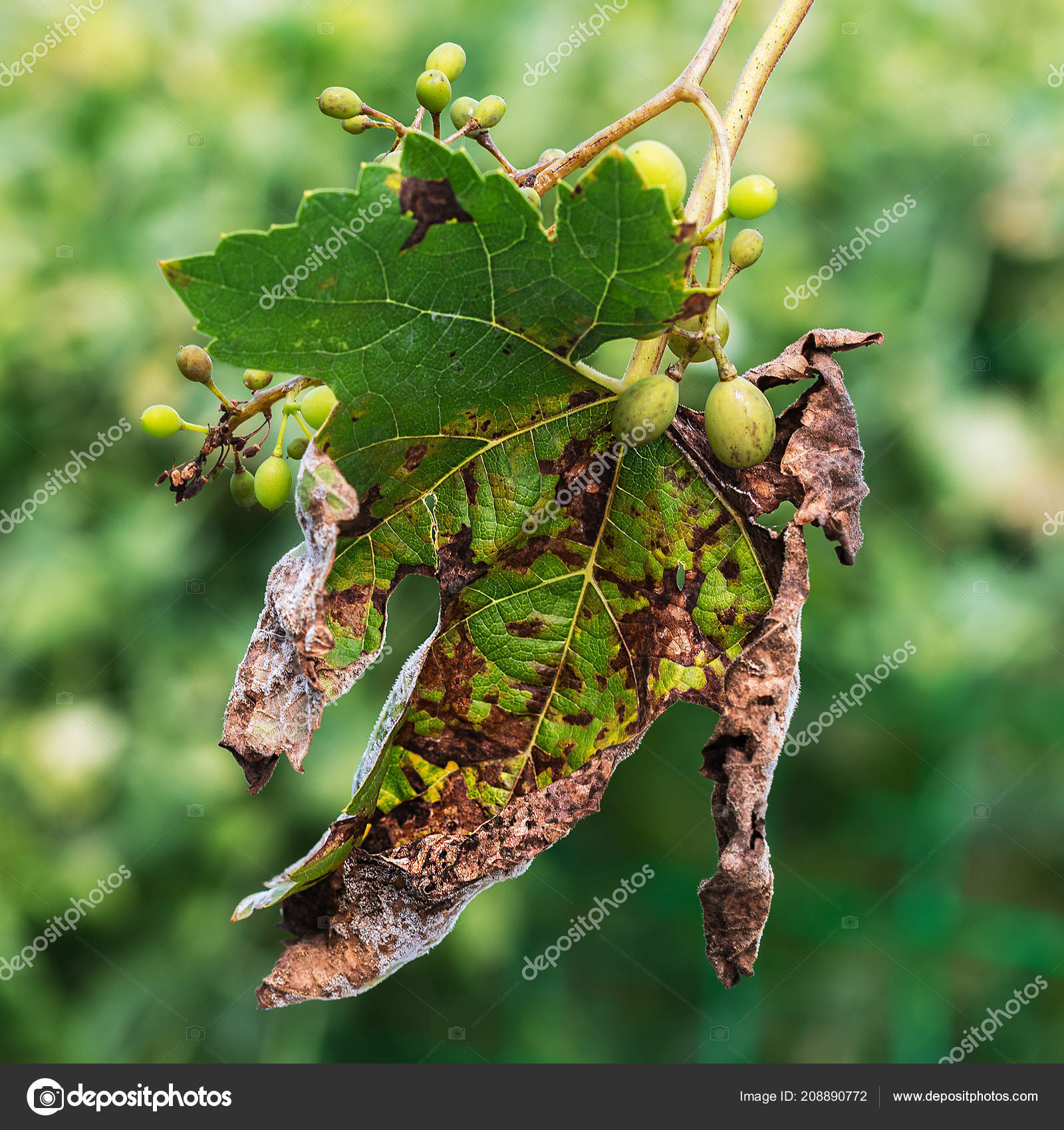 Dangerous Disease Grape Mildew Downy Mildew Lat Plasmopara Viticola