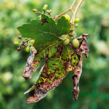 Üzüm küf - downy küf (lat. tehlikeli bir hastalık Of Plasmopara viticola). Yaprak ve meyveleri üzüm, mantar, etkin çoğaltılması nedeniyle küflü bloom ile kaplı