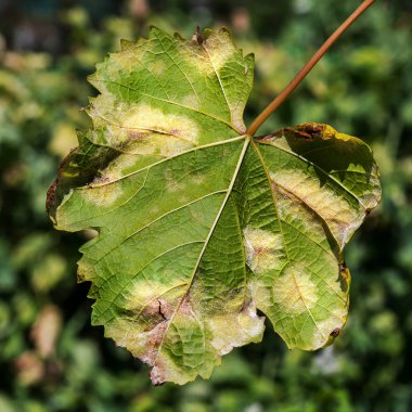 A dangerous disease of grape Mildew - downy mildew ( lat. Of plasmopara viticola ). Grape leaves, due to the active reproduction of the fungus, covered with moldy plaque clipart