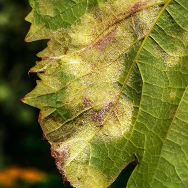 Üzüm küf - downy küf (lat. tehlikeli bir hastalık Of Plasmopara viticola). Yaprak, mantar, etkin çoğaltılması nedeniyle küflü plak ile kaplı