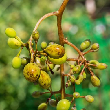 Üzüm küf - downy küf (lat. tehlikeli bir hastalık Of Plasmopara viticola). Üzüm çilek tarafından hastalık etkilenen