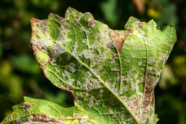 Una Malattia Pericolosa Peronospora Chicco Uva Peronospora Lat Plasmopara Viticola — Foto Stock