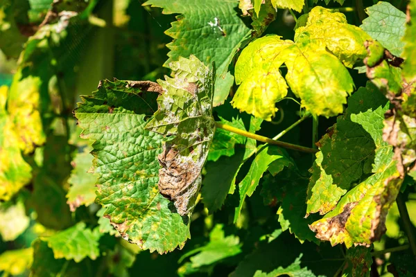 Une Maladie Dangereuse Mildiou Raisin Mildiou Lat Plasmopara Viticola Feuilles — Photo