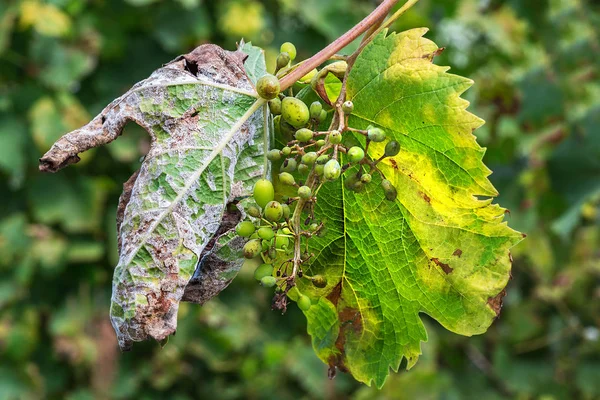 Una Malattia Pericolosa Peronospora Chicco Uva Peronospora Lat Plasmopara Viticola — Foto Stock