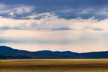 İle arka planda dağların buğday ekili alanlar. Dağ altay, Güney Sibirya, Rusya Federasyonu