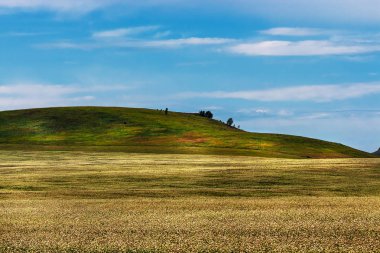 İle arka planda dağların buğday ekili alanlar. Dağ altay, Güney Sibirya, Rusya Federasyonu