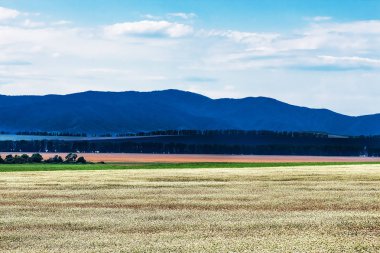 İle arka planda dağların buğday ekili alanlar. Dağ altay, Güney Sibirya, Rusya Federasyonu