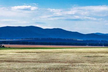 İle arka planda dağların buğday ekili alanlar. Dağ altay, Güney Sibirya, Rusya Federasyonu
