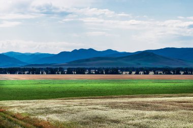 İle arka planda dağların buğday ekili alanlar. Dağ altay, Güney Sibirya, Rusya Federasyonu